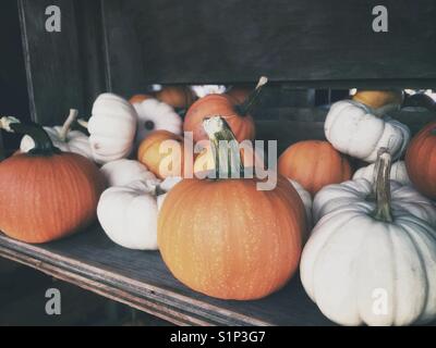 Mini citrouilles Banque D'Images