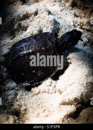 Les nouveau-nés de tortues boîte dans le sable Banque D'Images