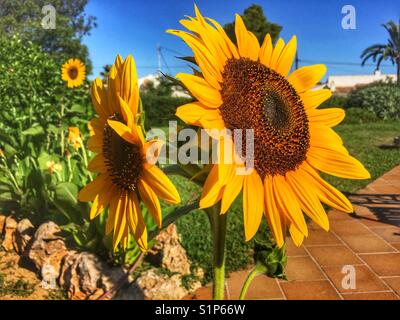 'Russe' géant tournesol, Helianthus annuus, poussant dans un jardin Banque D'Images