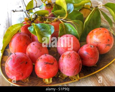 Le bac de kakis fraîchement cueillies, également connu sous le nom de sharon fruits, Diospyros kaki. Banque D'Images