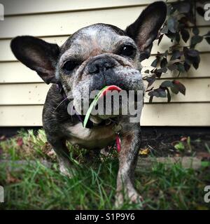 Un bouledogue français mange de l'herbe. Banque D'Images