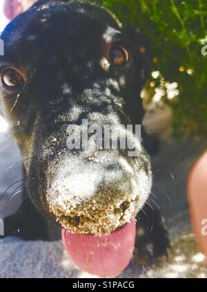 Chien jouant dans le sable Banque D'Images