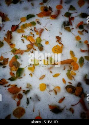 Les feuilles tombées sur la neige fraîchement tombée. Banque D'Images