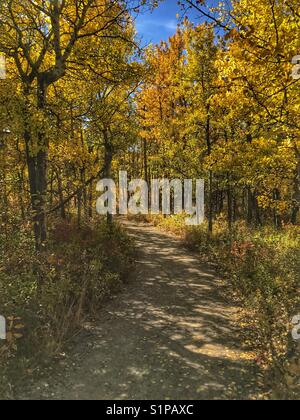 Dans les arbres d'Automne au Parc Provincial Glenbow Ranch, près de Calgary, Alberta, Canada. Banque D'Images