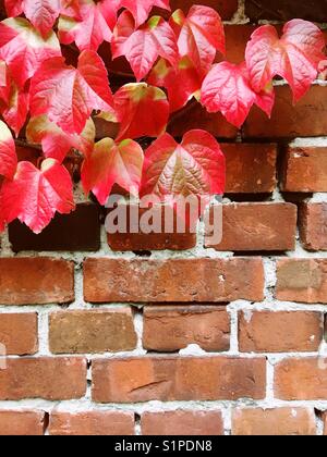 Vin rouge feuilles sur un mur de brique en automne Banque D'Images