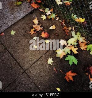 Les feuilles d'automne dans une variété de couleurs sont éparpillés sur le trottoir et coincé dans certaines ouvertures dans une clôture dans un quartier urbain. Banque D'Images