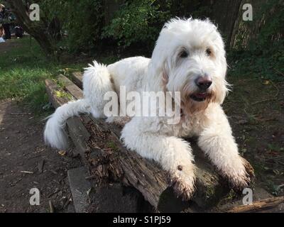 Chien blanc faisant des tours Banque D'Images