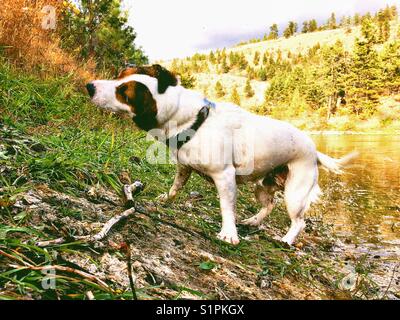 Jack Russell Terrier chien secouant de l'eau après une baignade dans un petit lac sur une journée ensoleillée de début d'automne. Banque D'Images