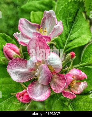 Pommier rose fleurit sur un fond de feuille verte Banque D'Images
