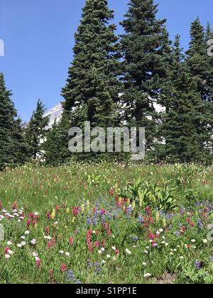 Prairie subalpine de fleurs sauvages Banque D'Images