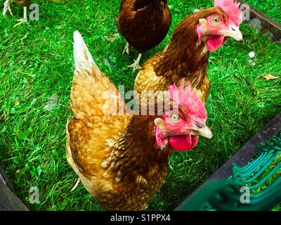 Les poulets de basse-cour dans leur coop Banque D'Images