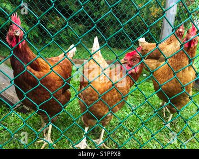 Quatre poulets de jardin dans leur poulailler regardant la caméra Banque D'Images