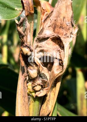 "Voir le visage ?", SEC feuilles flétries d'un seul cornstalk révélant un visage effrayant et mystérieux caché dans un labyrinthe de maïs, automne, moment de la récolte. Banque D'Images