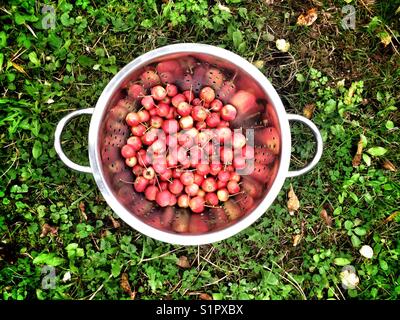 Les pommes cueillies de crabe crabe prêt pour faire la gelée de pomme Banque D'Images