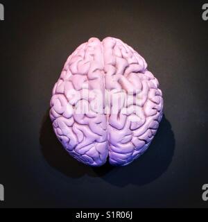 Modèle de cerveau humain Banque D'Images