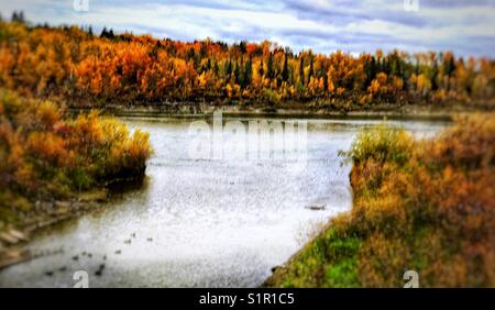 Les feuilles d'automne, Edmonton, Alberta, Canada Banque D'Images