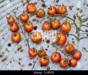 Tomates cerises rôties Banque D'Images