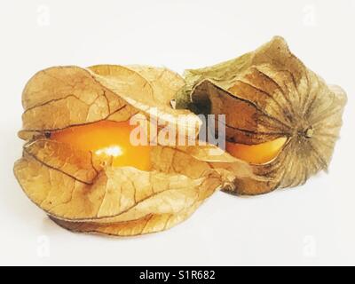 Physalis, physalis peruviana, cerise de terre géant, golden berry, Banque D'Images