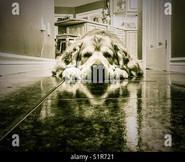 Golden retriever dog reposant sur un plancher de tuiles Banque D'Images