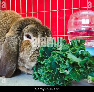 Lapin French Lop mangeant du chou frisé Banque D'Images