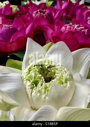 Le rouge et le blanc des fleurs de lotus à Bangkok. Banque D'Images