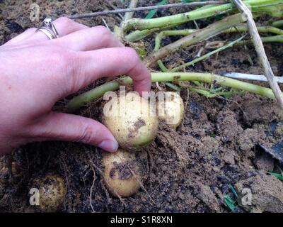 La cueillette de pommes de la nouvelle récolte de cette année Banque D'Images