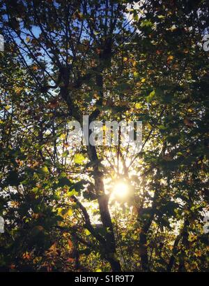 La fin de l'après-midi le soleil qui rayonne à travers un arbre plan de Londres. Banque D'Images