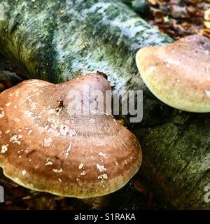 Polypore du bouleau bouleau mort champignon poussant sur le sol de la forêt d'arbres dans l'essex woodlands. Banque D'Images