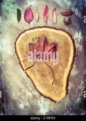 Composition automnale de dries feuilles et tronc d'arbre sur bacground rustique Banque D'Images