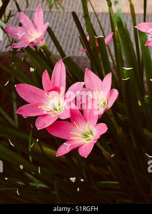 Fleurs de pluie rose lily (zephyranthes grandiflora) Banque D'Images