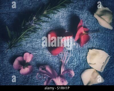 Vue rapprochée des fleurs et des pétales Banque D'Images