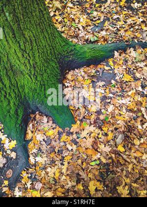 Tronc d'arbre moussu en automne Banque D'Images