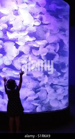 Petite fille à la gelée à l'aquarium de poissons afficher Banque D'Images