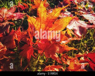 Vue en angle bas des feuilles d'automne tombées, rétroéclairée sur la pelouse Banque D'Images