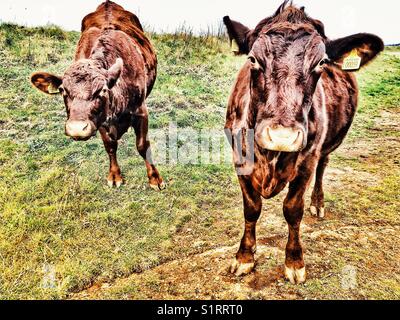 Bovins Red Poll Banque D'Images