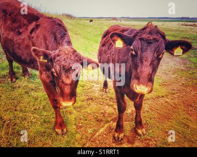 Bovins Red Poll Banque D'Images