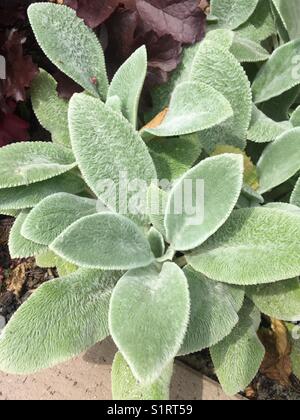 Stachys byzantina 'grandes oreilles'. Les oreilles des agneaux. Banque D'Images