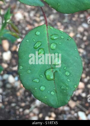 Feuille de rose avec l'eau de pluie Banque D'Images