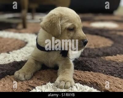 Mignon petit chiot labrador portant sur mat Banque D'Images