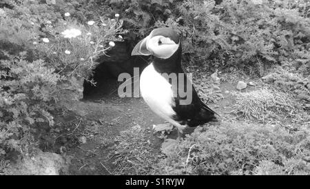 Un macareux moine protégeant son terrier attend avec impatience son coéquipier pour revenir avec des lançons. skomer island, Pembrokeshire. noir et blanc. Banque D'Images