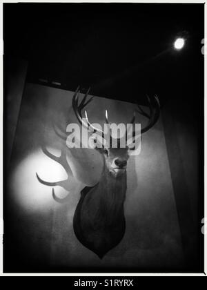 Taxidermiques deer head hanging on wall Banque D'Images