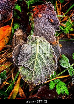 Comme les feuilles sont tombées, et montrant les couleurs de l'automne. Les matins commencent à montrer des signes de gel du sol. Banque D'Images
