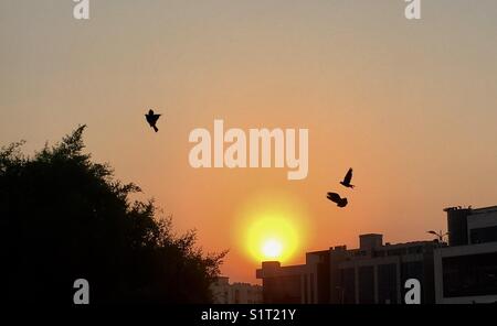 Les oiseaux pendant le coucher du soleil Banque D'Images