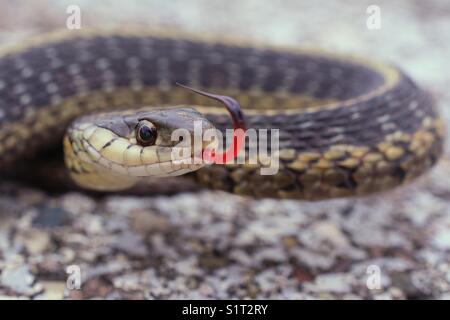 Petite couleuvre rayée sur une chaussée avec à l'appareil photo avec son split langue. class - reptilia, commande - squamata, du sous-ordre des Serpentes -, la famille des Colubridae -, , essence - t. sirtalis. Banque D'Images