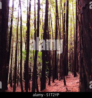 4 x 4 Banque D'Images