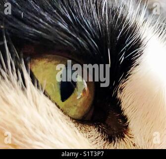Libre de couleur ambre verdâtre avec des yeux de chat noir et blanc fourrure autour de c