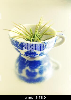 Tillandsia ionantha une usine d'air dans une tasse miniature. Banque D'Images