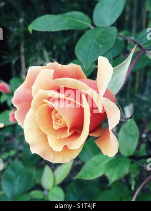 Rose de couleur abricot Banque D'Images