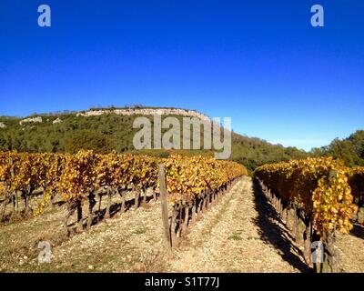 Vignoble du Pic St Loup en automne, Occitanie France Banque D'Images