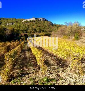 Vignoble du Pic St Loup en automne, Occitanie France Banque D'Images